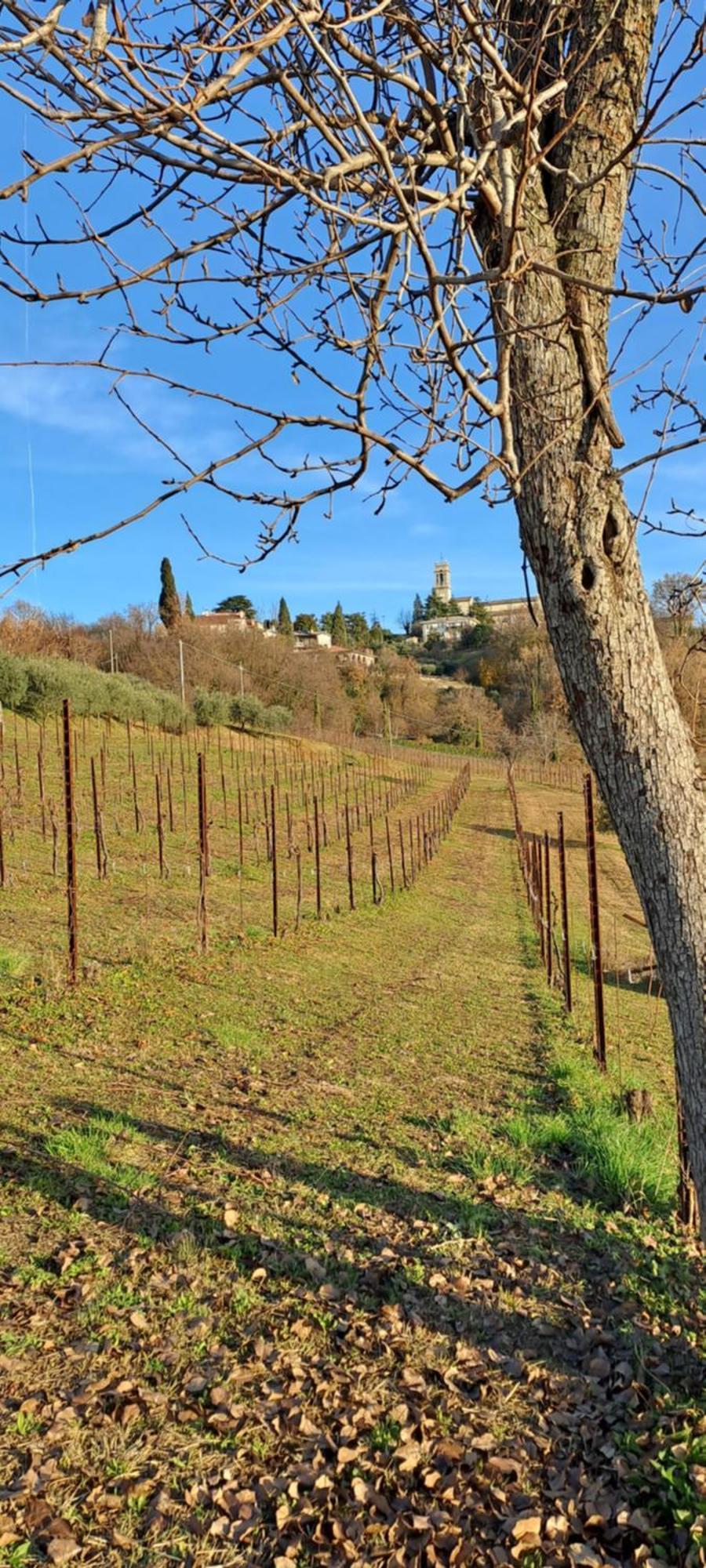 Il Giuggiolo Acomodação com café da manhã Conegliano Exterior foto