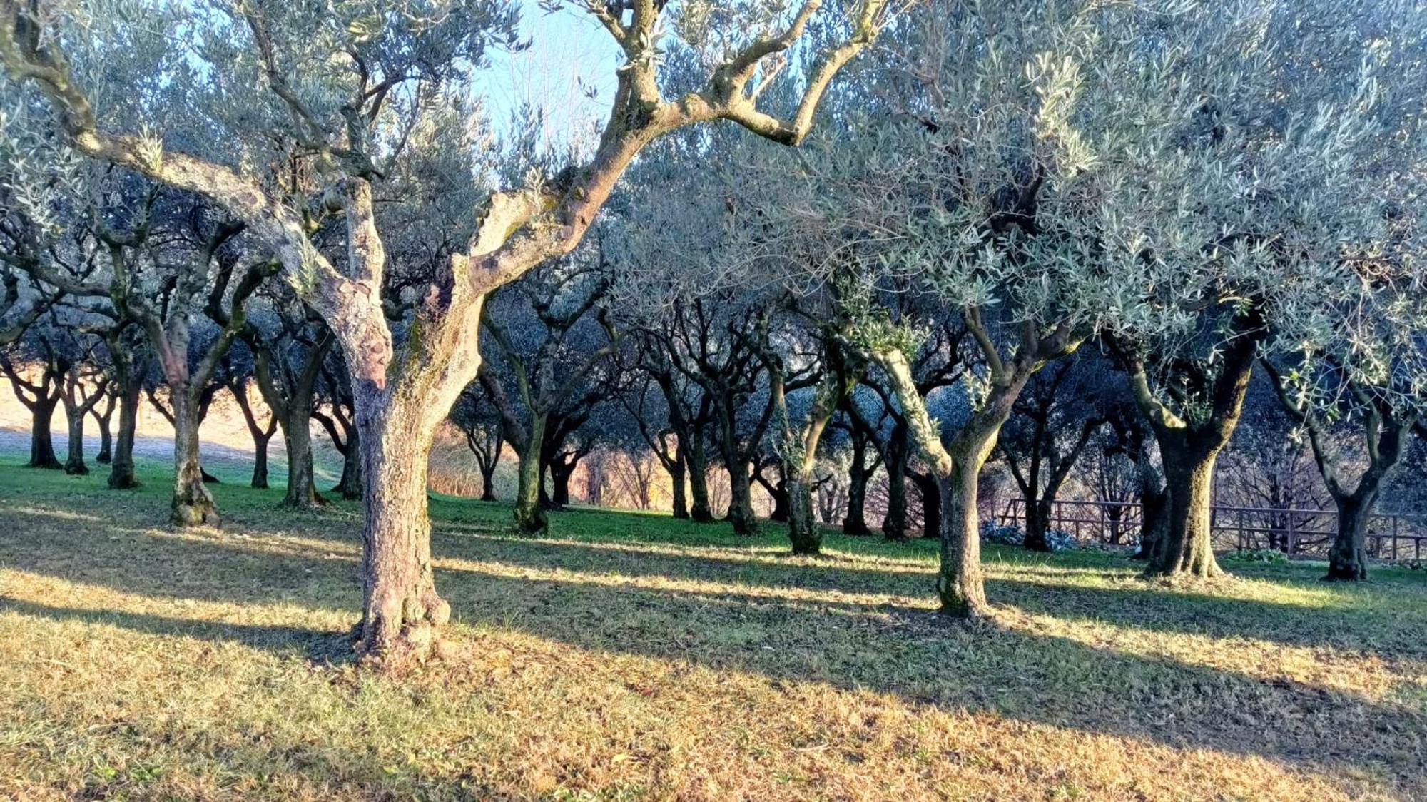 Il Giuggiolo Acomodação com café da manhã Conegliano Exterior foto