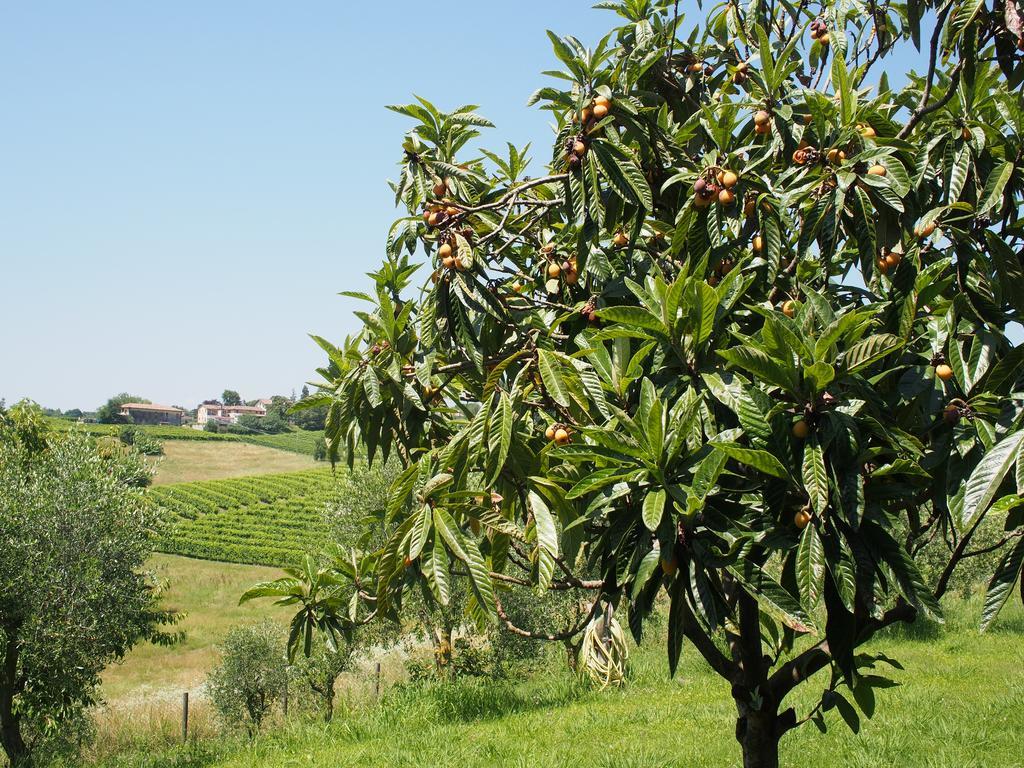 Il Giuggiolo Acomodação com café da manhã Conegliano Exterior foto